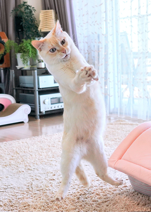 両前足を合わせて立つチャコくん