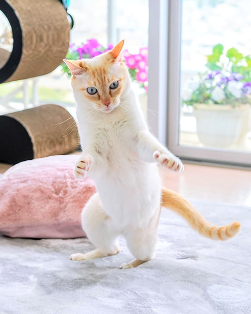 構えて立つチャコくん