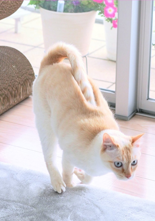 しっぽめりこみチャコくん