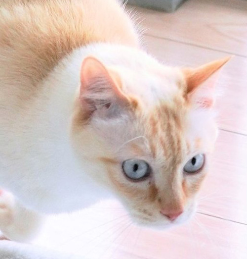 しっぽめりこみチャコくん顔アップ