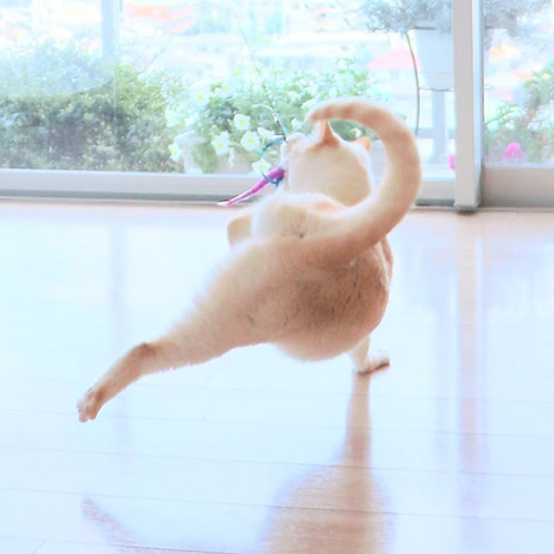 着地チャコくん