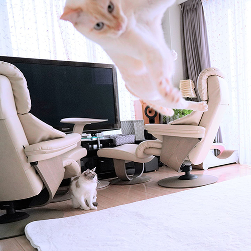 飛んでくるチャコくん