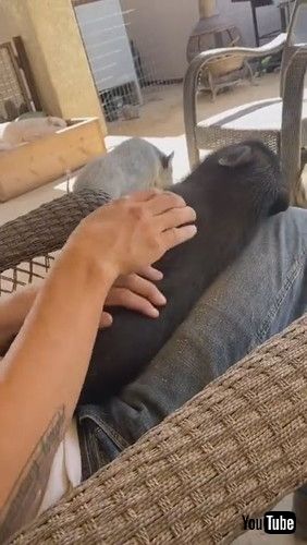 「Rescue Piggy Enjoys Relaxing Massage || ViralHog」