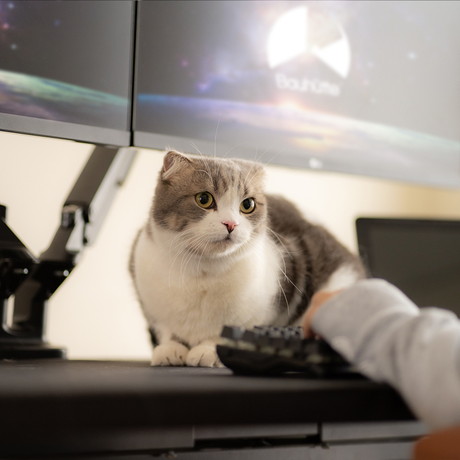 PC作業やゲーム中も愛猫とずっと一緒 猫が入れるポケット付き
