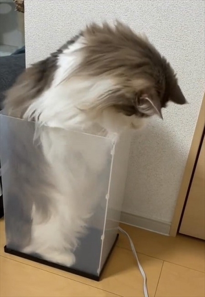 自分で入ったのに出れなくなって困っている猫ちゃん