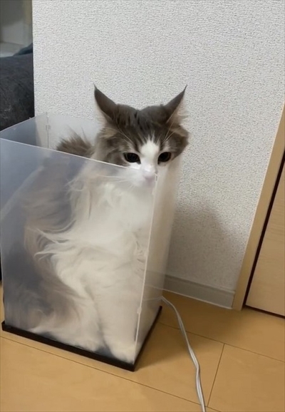 自分で入ったのに出れなくなって困っている猫ちゃん