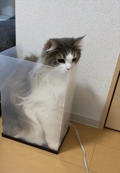 自分で入ったのに出れなくなって困っている猫ちゃん