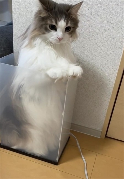 自分で入ったのに出れなくなって困っている猫ちゃん