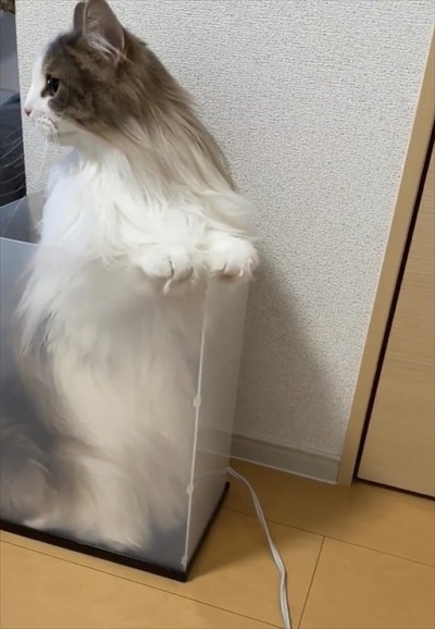 自分で入ったのに出れなくなって困っている猫ちゃん