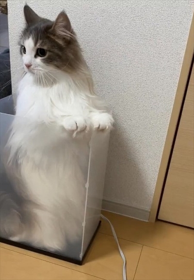 自分で入ったのに出れなくなって困っている猫ちゃん
