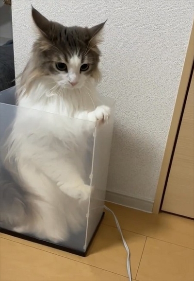 自分で入ったのに出れなくなって困っている猫ちゃん