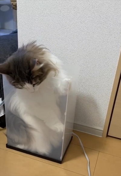 自分で入ったのに出れなくなって困っている猫ちゃん