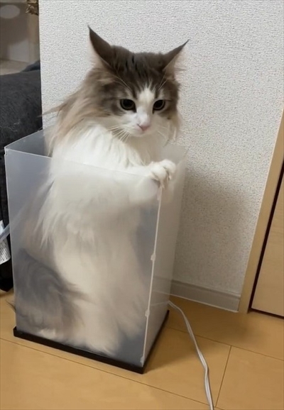 自分で入ったのに出れなくなって困っている猫ちゃん