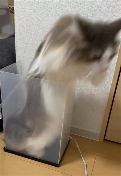 自分で入ったのに出れなくなって困っている猫ちゃん