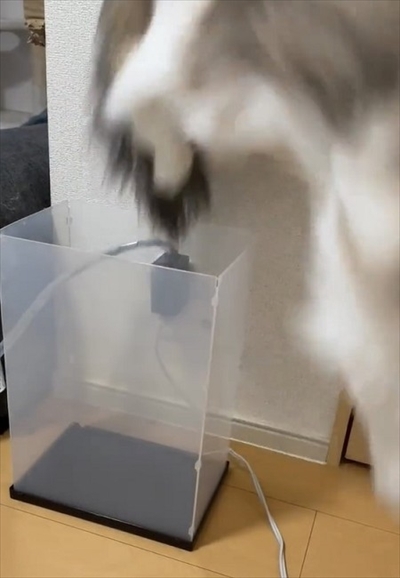 自分で入ったのに出れなくなって困っている猫ちゃん