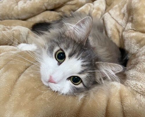 自分で入ったのに出れなくなって困っている猫ちゃん