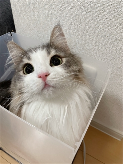 自分で入ったのに出れなくなって困っている猫ちゃん