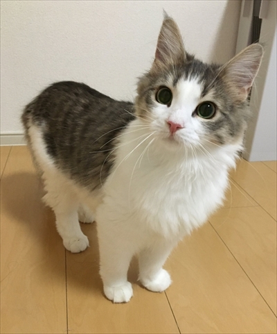 自分で入ったのに出れなくなって困っている猫ちゃん