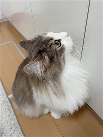 自分で入ったのに出れなくなって困っている猫ちゃん