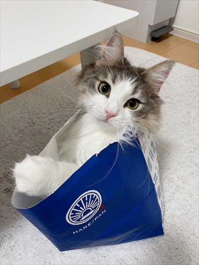 自分で入ったのに出れなくなって困っている猫ちゃん