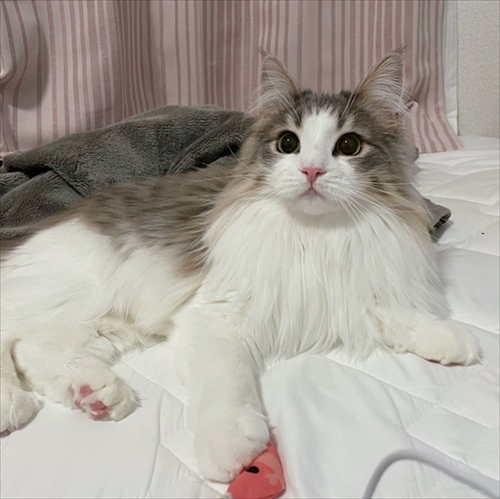 自分で入ったのに出れなくなって困っている猫ちゃん