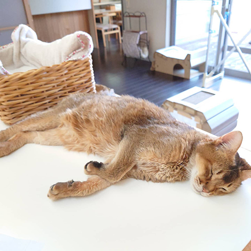 暑くて溶ける直さんななめから