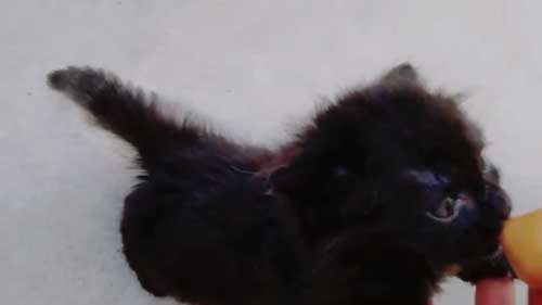 保護 黒猫 子猫 しっぽ見て 震える 尻尾 ぷるぷる