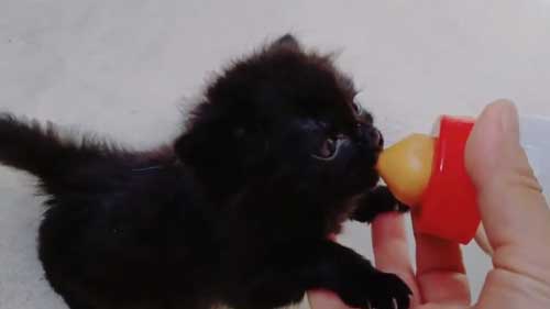 保護 黒猫 子猫 しっぽ見て 震える 尻尾 ぷるぷる