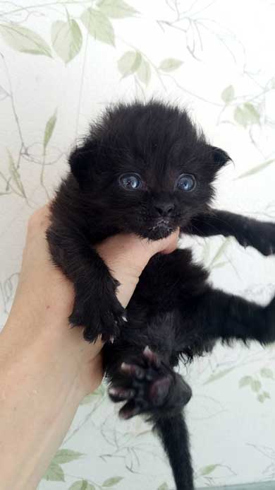 保護 黒猫 子猫 しっぽ見て 震える 尻尾 ぷるぷる