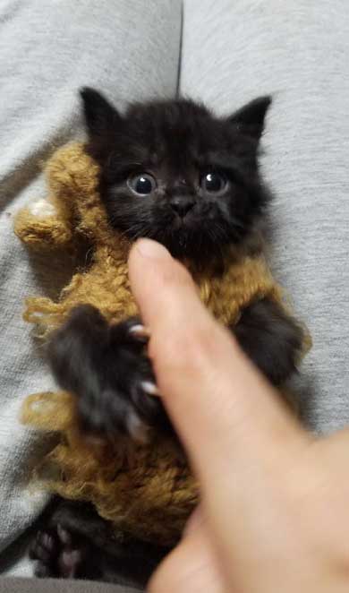 保護 黒猫 子猫 しっぽ見て 震える 尻尾 ぷるぷる