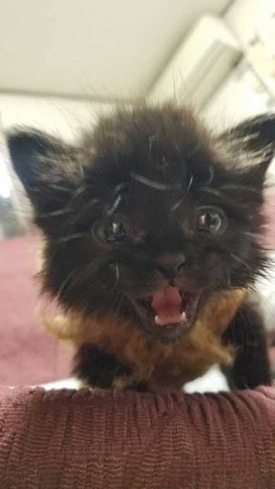 保護 黒猫 子猫 しっぽ見て 震える 尻尾 ぷるぷる