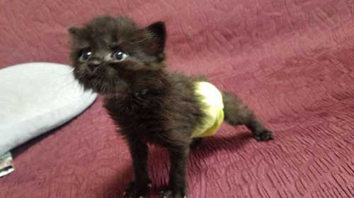 保護 黒猫 子猫 しっぽ見て 震える 尻尾 ぷるぷる