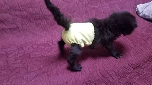 保護 黒猫 子猫 しっぽ見て 震える 尻尾 ぷるぷる