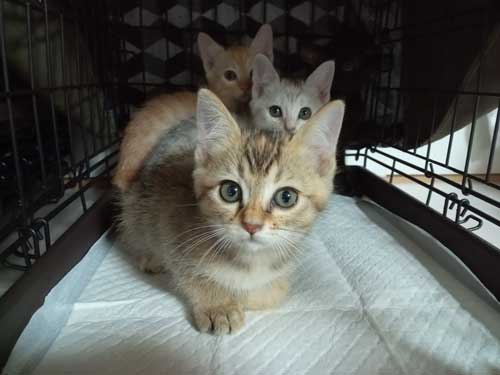 保護 黒猫 子猫 しっぽ見て 震える 尻尾 ぷるぷる