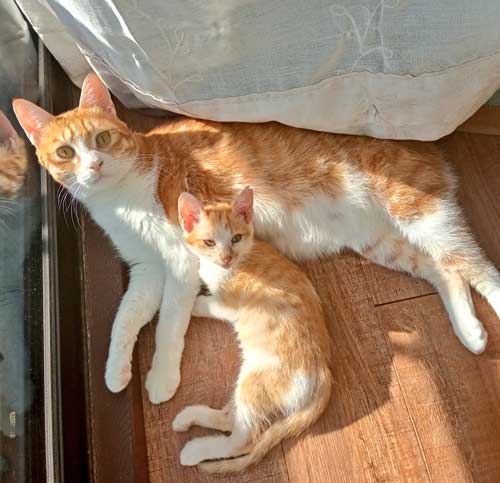 保護 黒猫 子猫 しっぽ見て 震える 尻尾 ぷるぷる