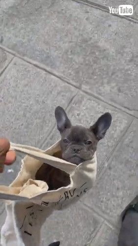 「Frenchie Puppy Too Lazy to Walk || ViralHog」