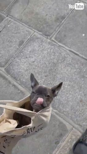 「Frenchie Puppy Too Lazy to Walk || ViralHog」