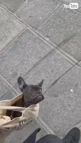 「Frenchie Puppy Too Lazy to Walk || ViralHog」