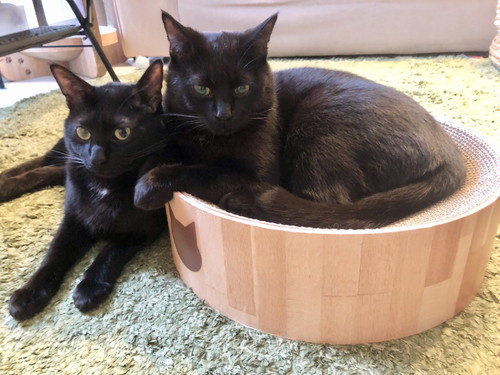 メリーちゃんとピピンちゃん