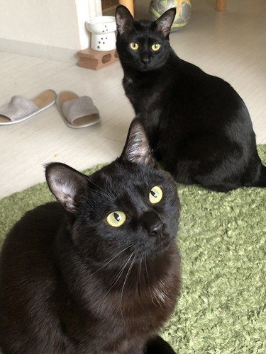 メリーちゃんとピピンちゃん