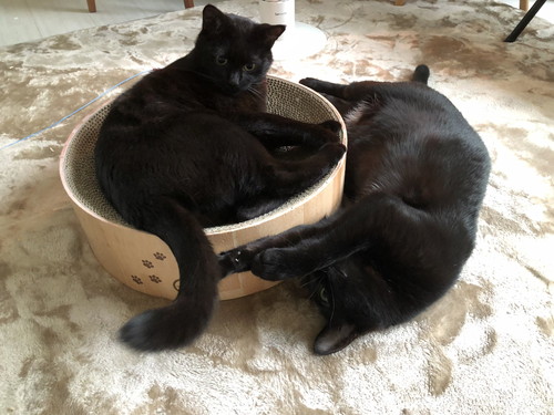 メリーちゃんとピピンちゃん