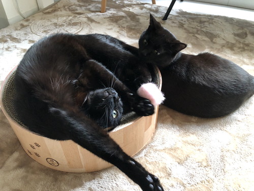 メリーちゃんとピピンちゃん