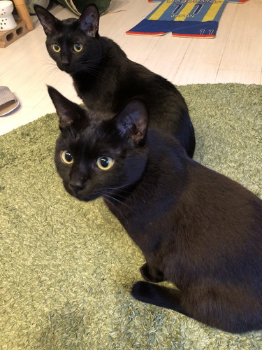 メリーちゃんとピピンちゃん