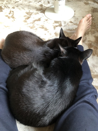 メリーちゃんとピピンちゃん