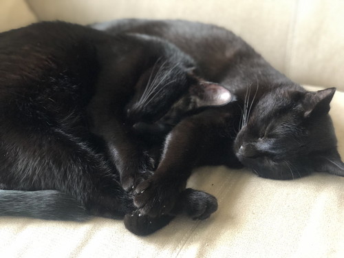 メリーちゃんとピピンちゃん