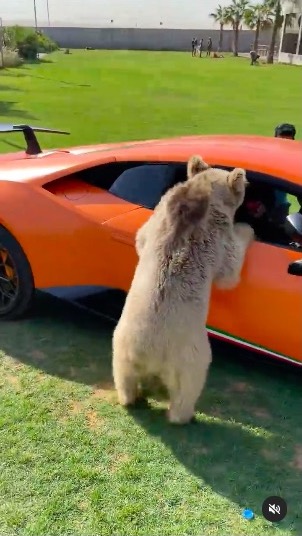 クマ ランボルギーニ ドア 破壊 ぽろり