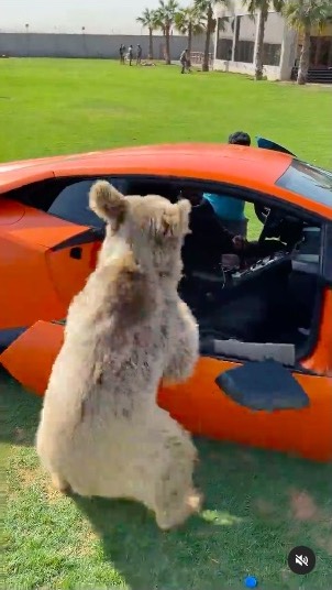 クマ ランボルギーニ ドア 破壊 ぽろり