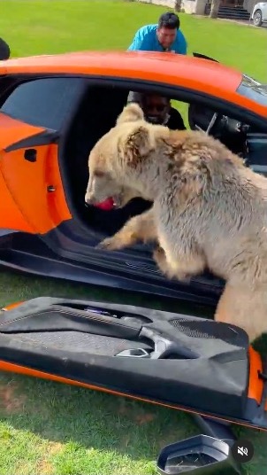 クマ ランボルギーニ ドア 破壊 ぽろり