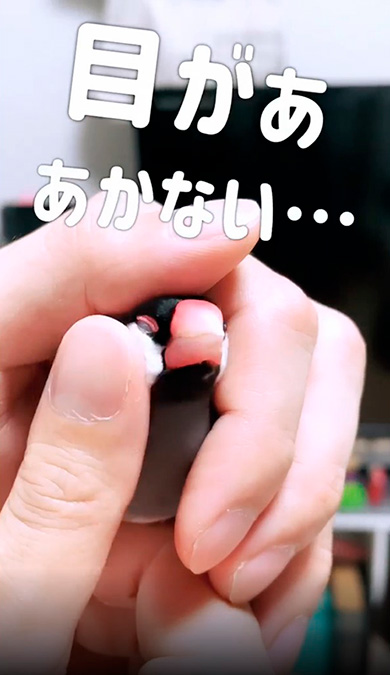 リトルチキンクラブ（文鳥のふみちゃん）さん