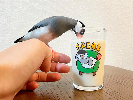 リトルチキンクラブ（文鳥のふみちゃん）さん